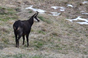 Réserve naturelle des Aravis